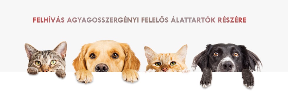 Felhívás